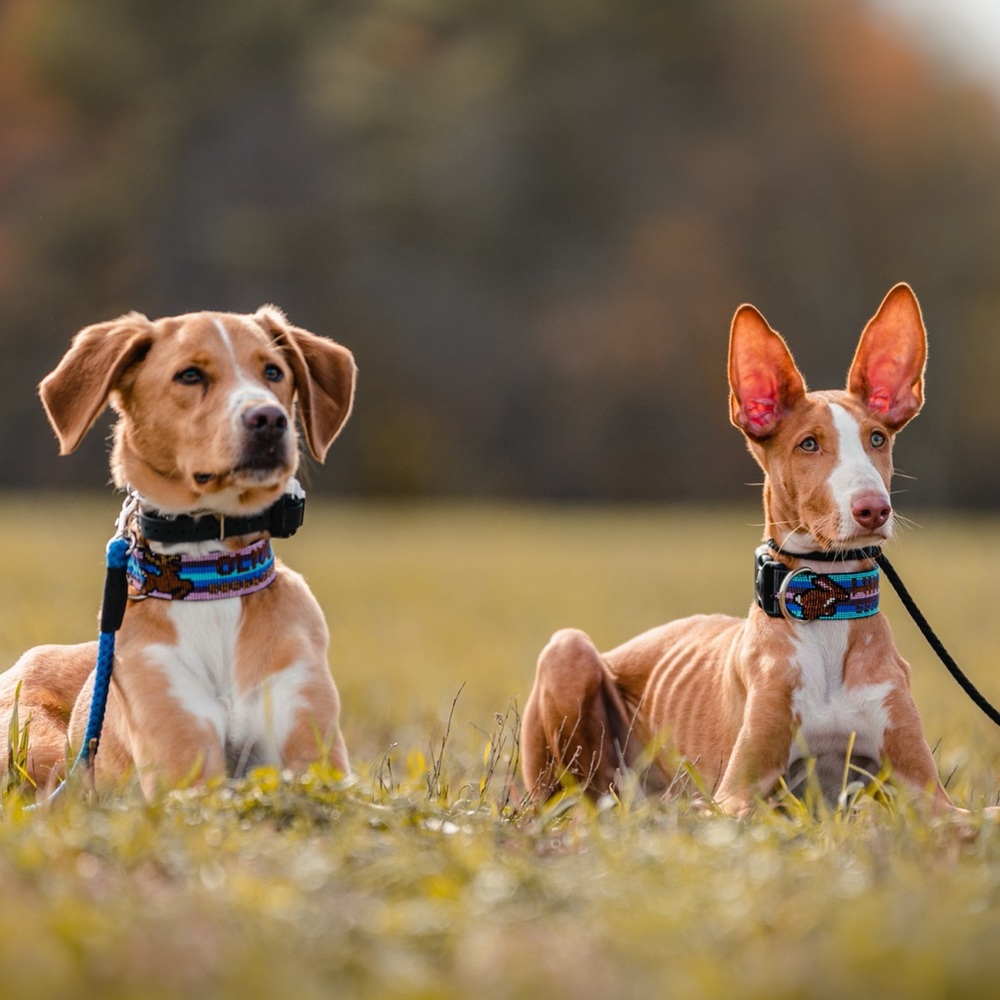 Meet your Posher, Aubry